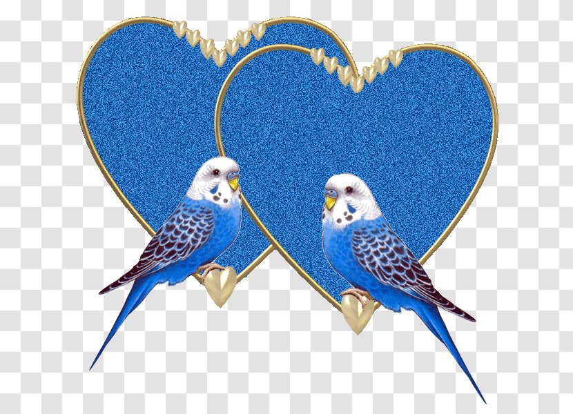 Marriage Anniversary Message Information Idea - Common Pet Parakeet - Ik Transparent PNG