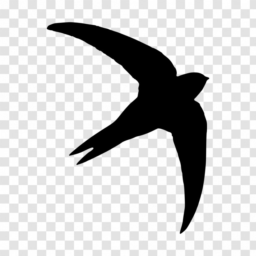 Common Swift Silhouette Photography Bird - Drawing Transparent PNG