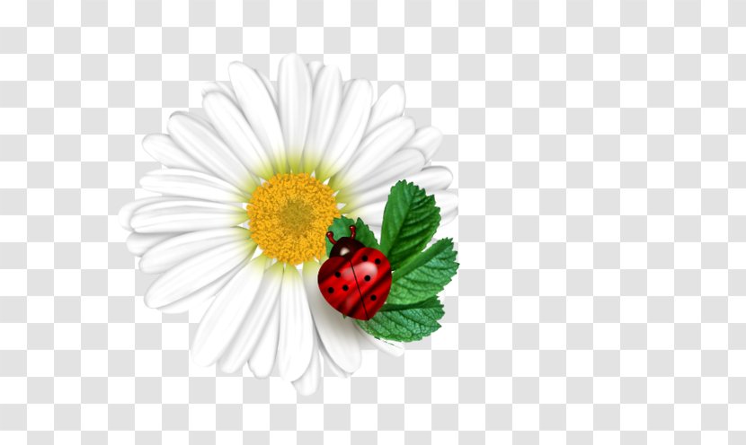 Common Daisy Desktop Wallpaper Flower Ladybird Transvaal - Petal Transparent PNG