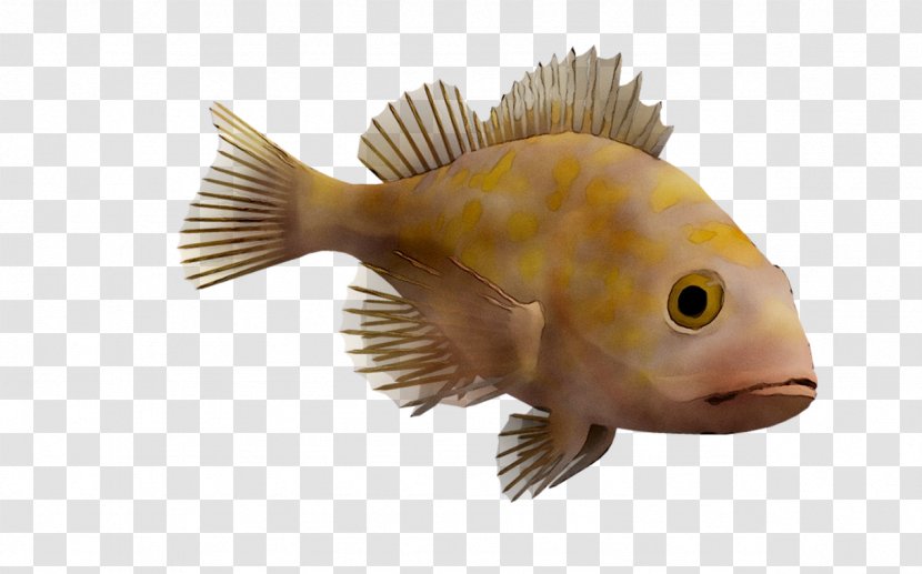 Fauna Fish - Organism Transparent PNG