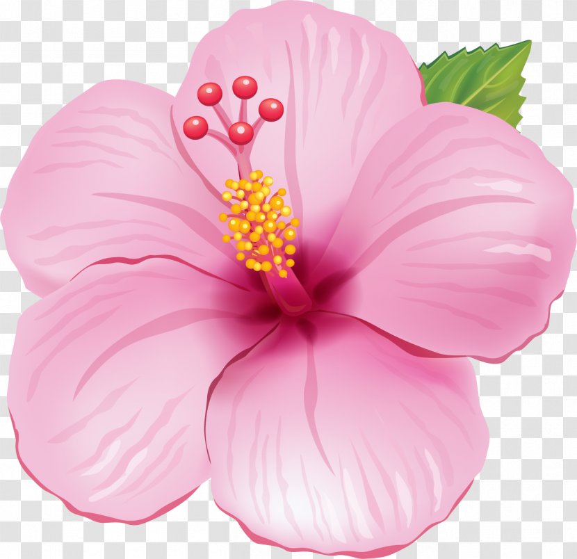 Flower Image Clip Art Drawing - Pink Transparent PNG