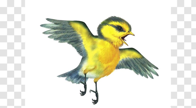 Bird Education Pre-school Animal - Beak Transparent PNG