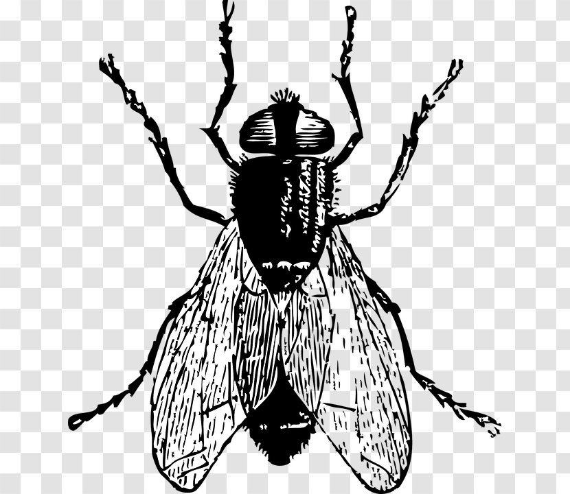 Fly Drawing Clip Art - Black And White - Bugsblackandwhite Transparent PNG