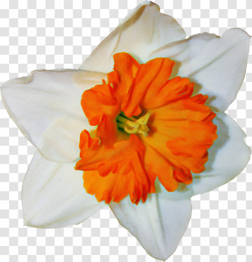 Orange Transparent PNG