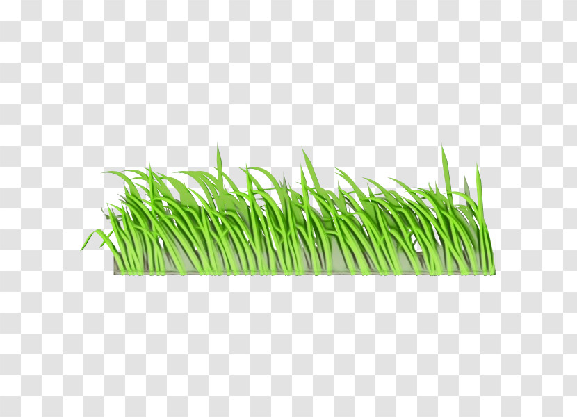 Plant Stem Vetiver Wheatgrass Sweet Grass Commodity Transparent PNG