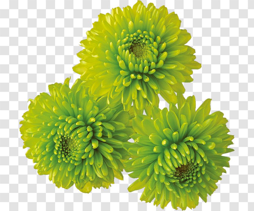 Chrysanthemum Flower Clip Art - Green Transparent PNG