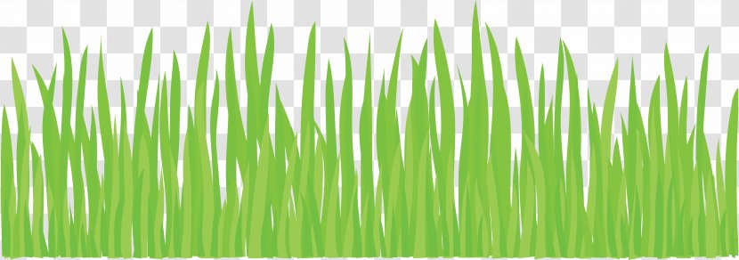 Lawn Clip Art - Color - Grass Transparent PNG