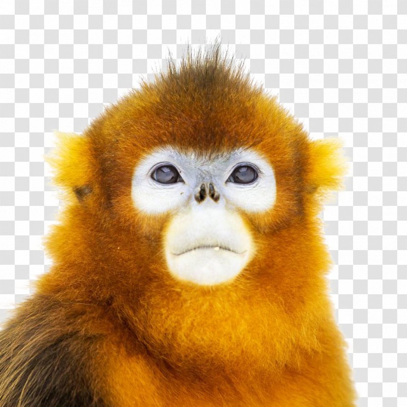 China Primate Golden Snub-nosed Monkey Ape - Snout - 2017 Face Closeup Transparent PNG