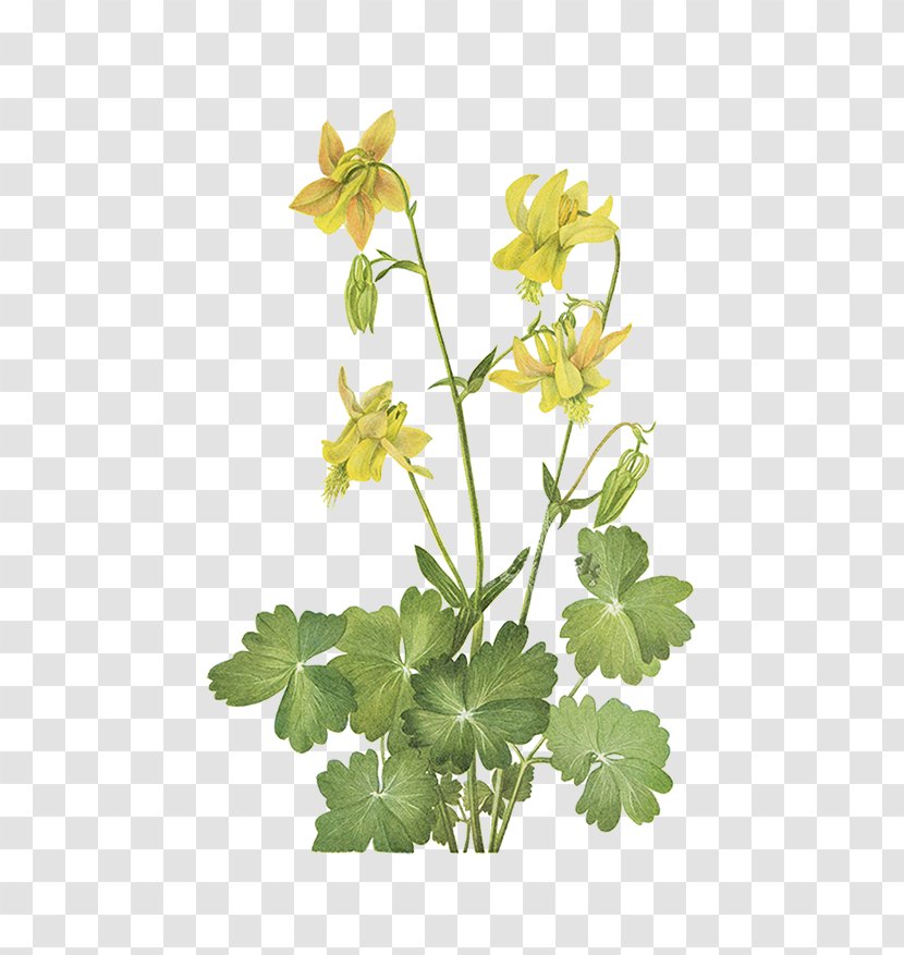 China Wild Flowers Of America Yellow Wildflowers The Pacific Northwest - Chinese Wind Transparent PNG