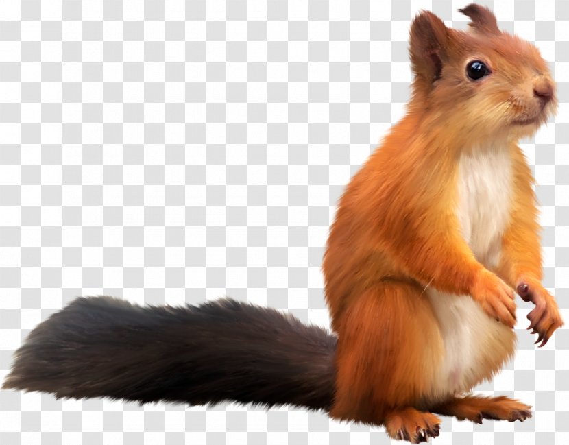 Tree Squirrel - Drawing - Sparrow Transparent PNG