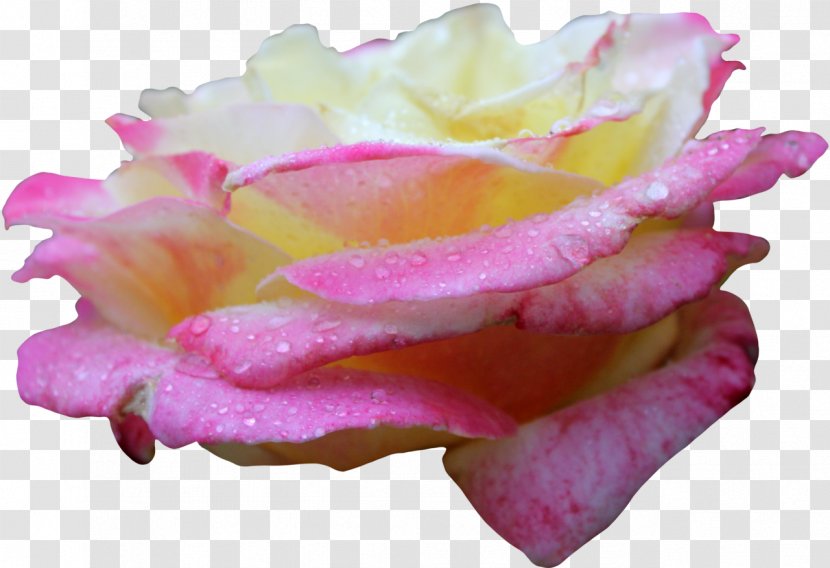 Centifolia Roses Pink Yellow - Rose Transparent PNG