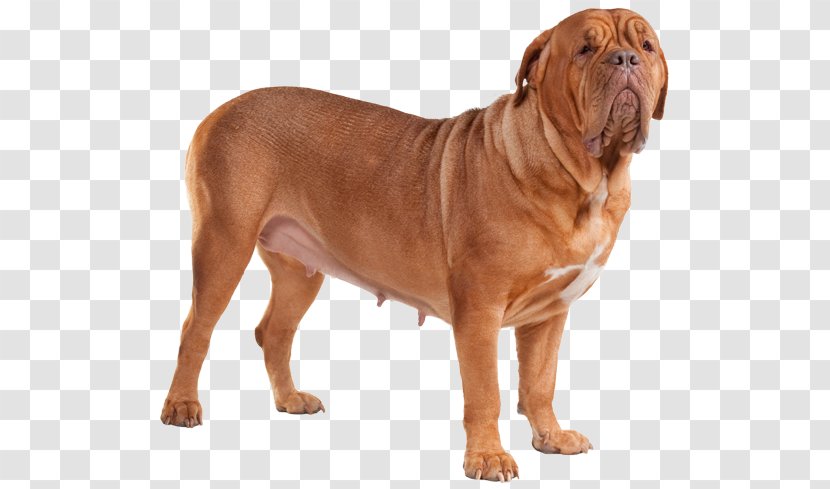 Dog Breed Dogue De Bordeaux Old English Bulldog Bullmastiff Tosa - Mammal Transparent PNG