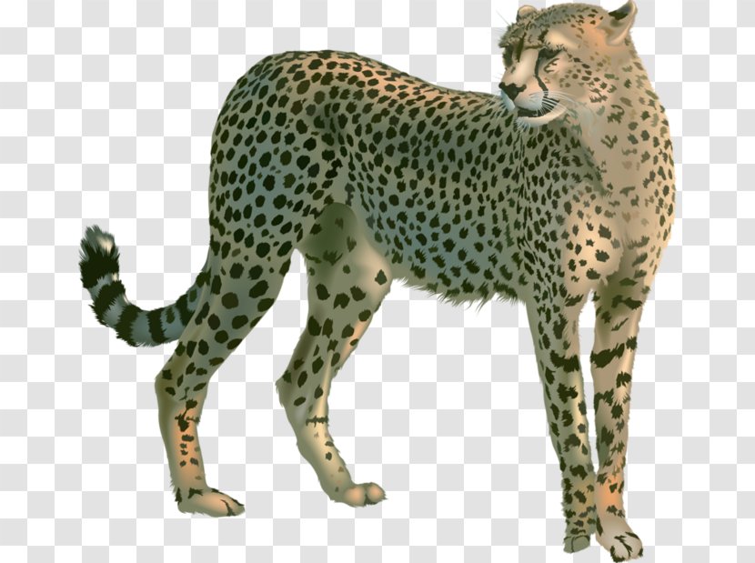 Cheetah Leopard Lion Clip Art - Felinae - Speeding Transparent PNG