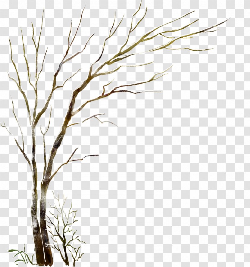 Winter Trunk Tree - Woody Plant - Beautiful Witherbark Transparent PNG