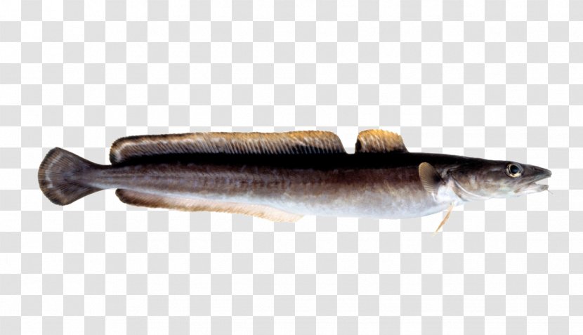 Sardine Cod Salmon Fish Products Capelin - Forage Transparent PNG