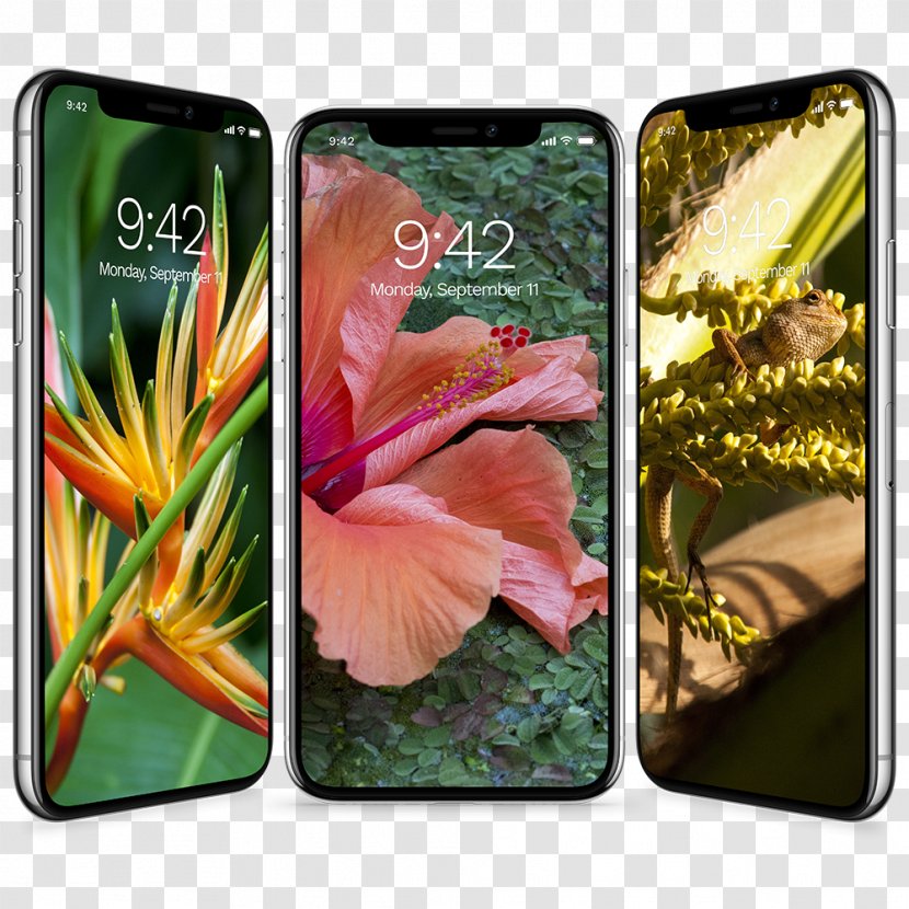 Desktop Wallpaper IPhone X Tropics - Mobile Phone Accessories - Tropical Collection Transparent PNG