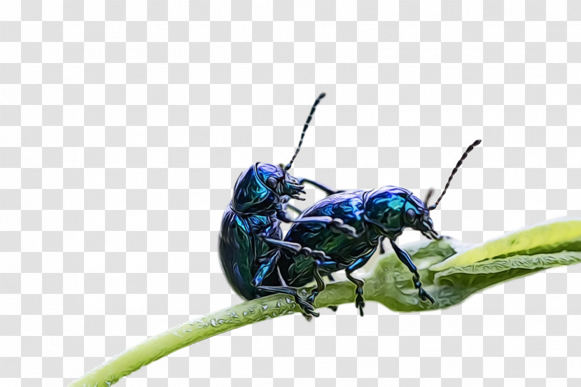 Beetles Pest Insect Transparent PNG