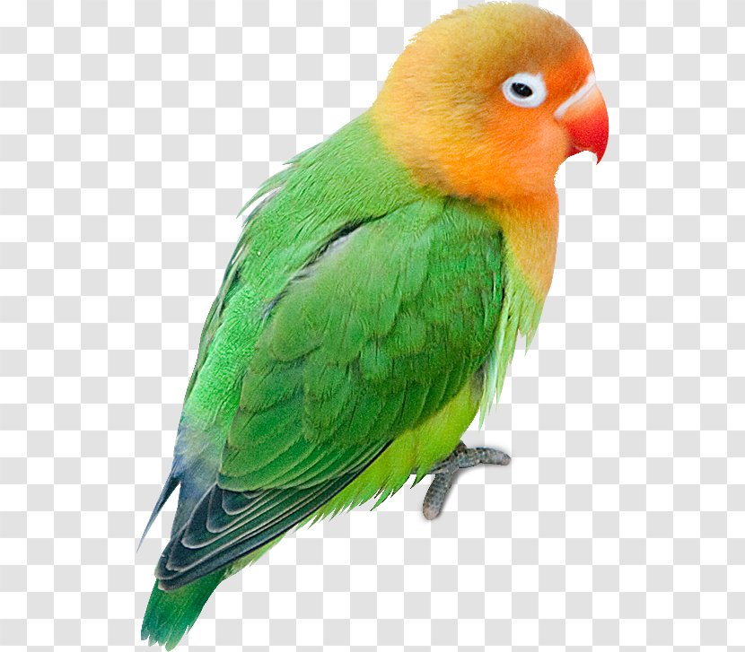 Budgerigar Parrot Lovebird Parakeet - Feather Transparent PNG