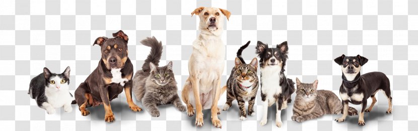 Dog Kitten Cat Veterinarian Pet - Breed Transparent PNG