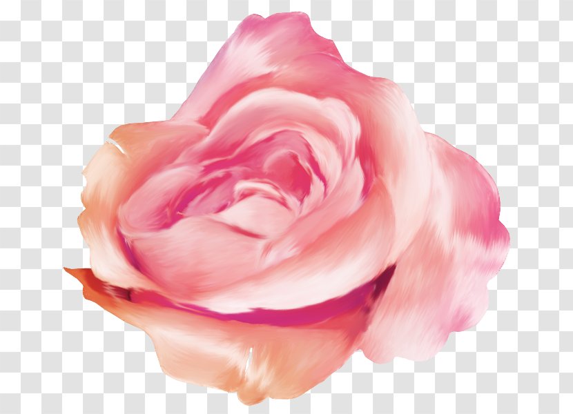 Rose Blog Desktop Wallpaper - Flower - Garden Roses Transparent PNG