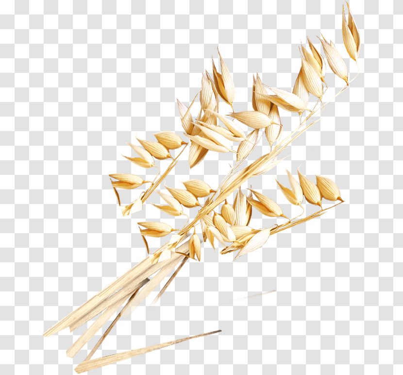 Cereal Germ Whole Grain Grasses - Whole-wheat Flour Transparent PNG