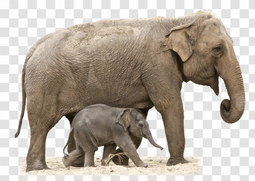 African Bush Elephant Elephantidae Clip Art - Terrestrial Animal - TOY ELEPHANT Transparent PNG
