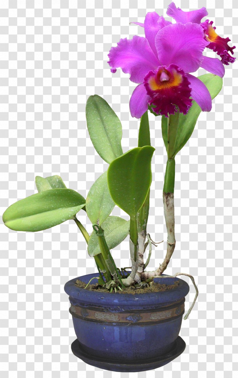 Orchids Plants Clip Art File Format Burknar - Leaf Transparent PNG