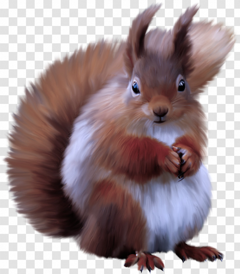 Squirrel Eurasian Red Squirrel Whiskers Tail Transparent PNG