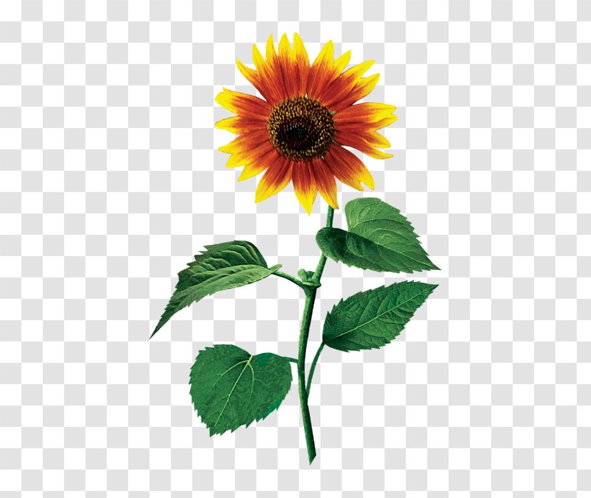 Common Sunflower Seed Annual Plant Sunflowers - Flower - Sun Transparent PNG
