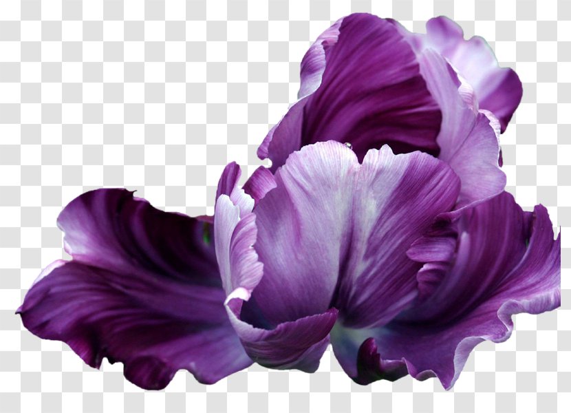 Flower Tulip Animaatio Blume - Plant - Iris Transparent PNG