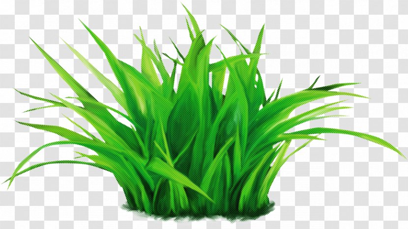 Grass Green Plant Aquarium Decor Family - Flowering Chives Transparent PNG