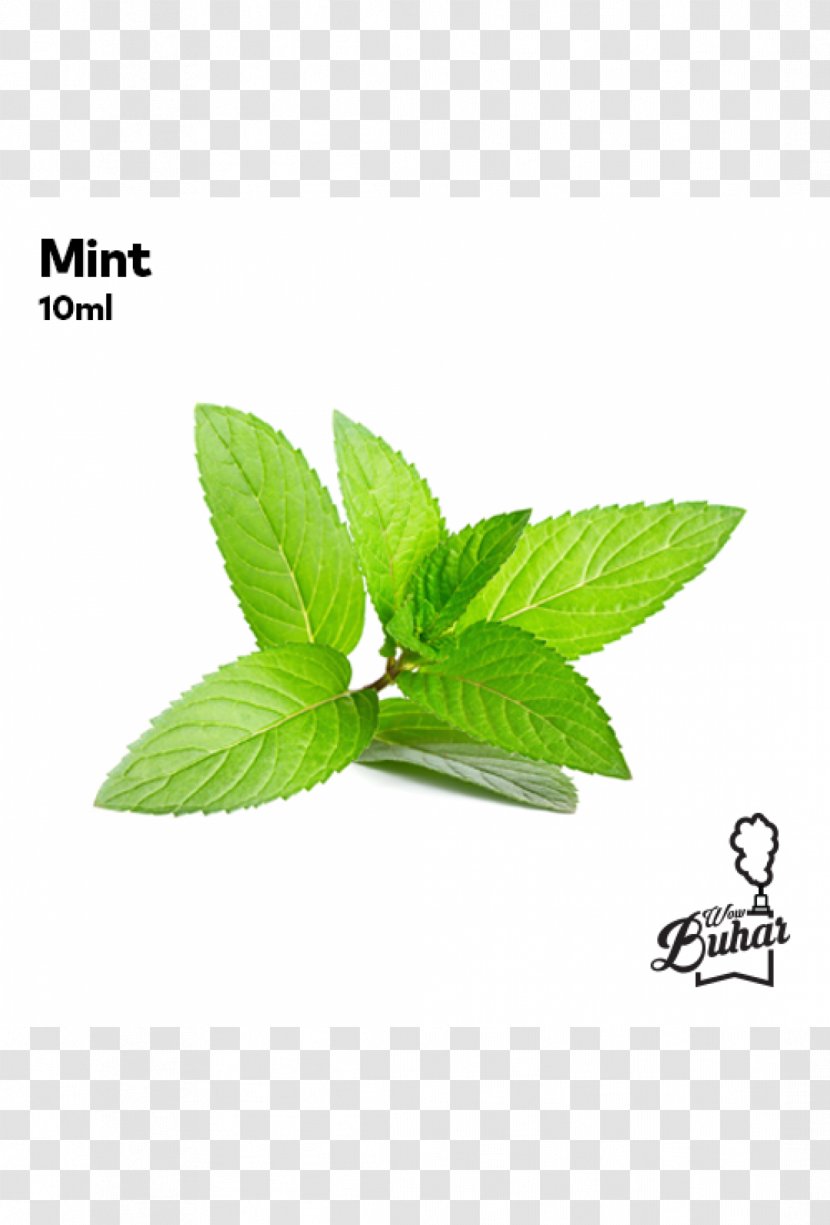 Peppermint Herb Extract Mentha Spicata - Mint Transparent PNG