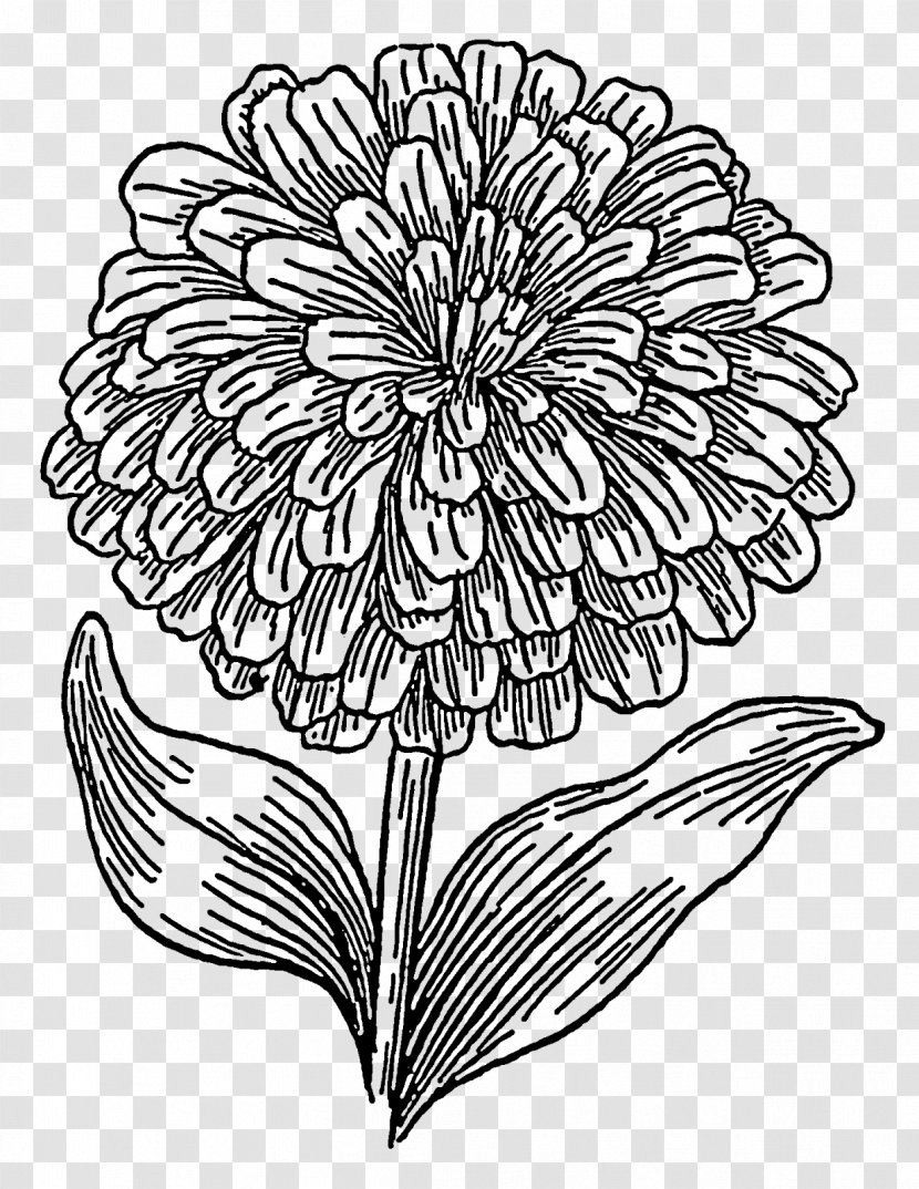 Coloring Book Drawing Mexican Marigold - Bullet Traces Transparent PNG