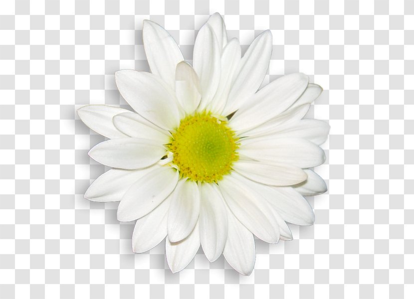 Common Daisy Flower Bouquet Wedding Dress White Transparent PNG