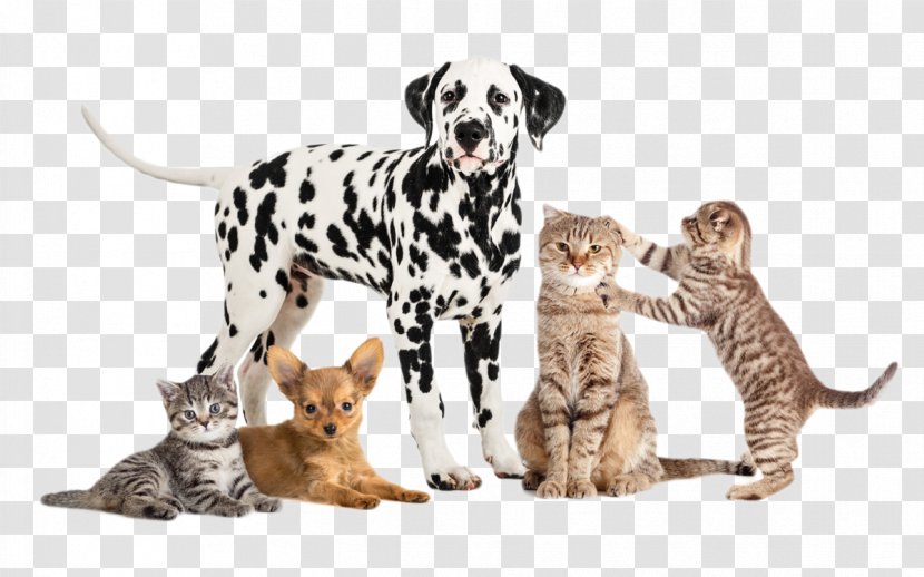 Garden City Park Animal Hospital Pet Stock Photography Royalty-free - Veterinary Medicine - Dogs And Cats Transparent PNG