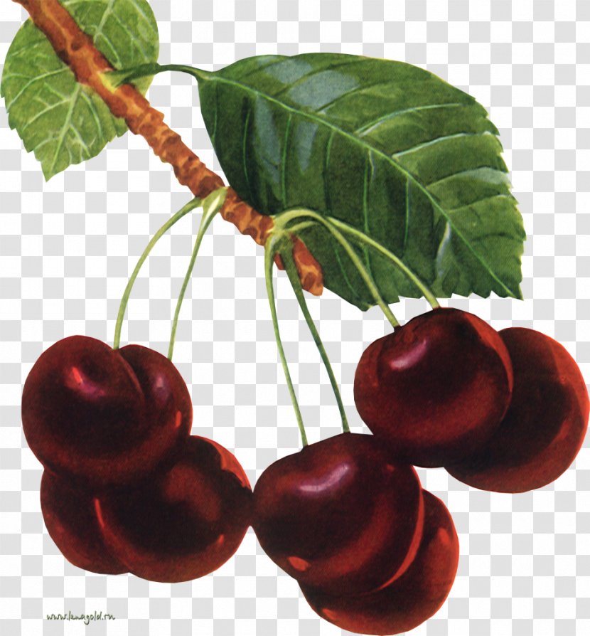 Cherry Nalewka Cerasus Marmalade - Fruit Transparent PNG