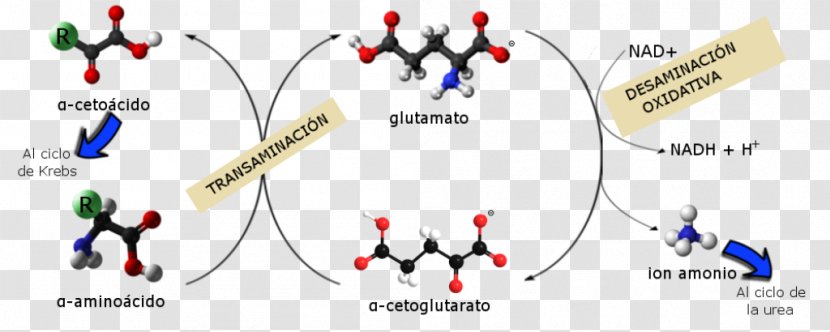 Catabolism Anabolism Metabolism Biochemistry Biomolecule - Watercolor - Urea Transparent PNG