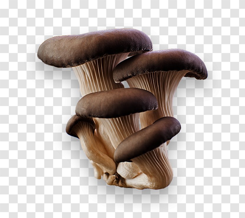 Oyster Mushroom Pleurotus Eryngii Edible - Mushrooms Transparent PNG