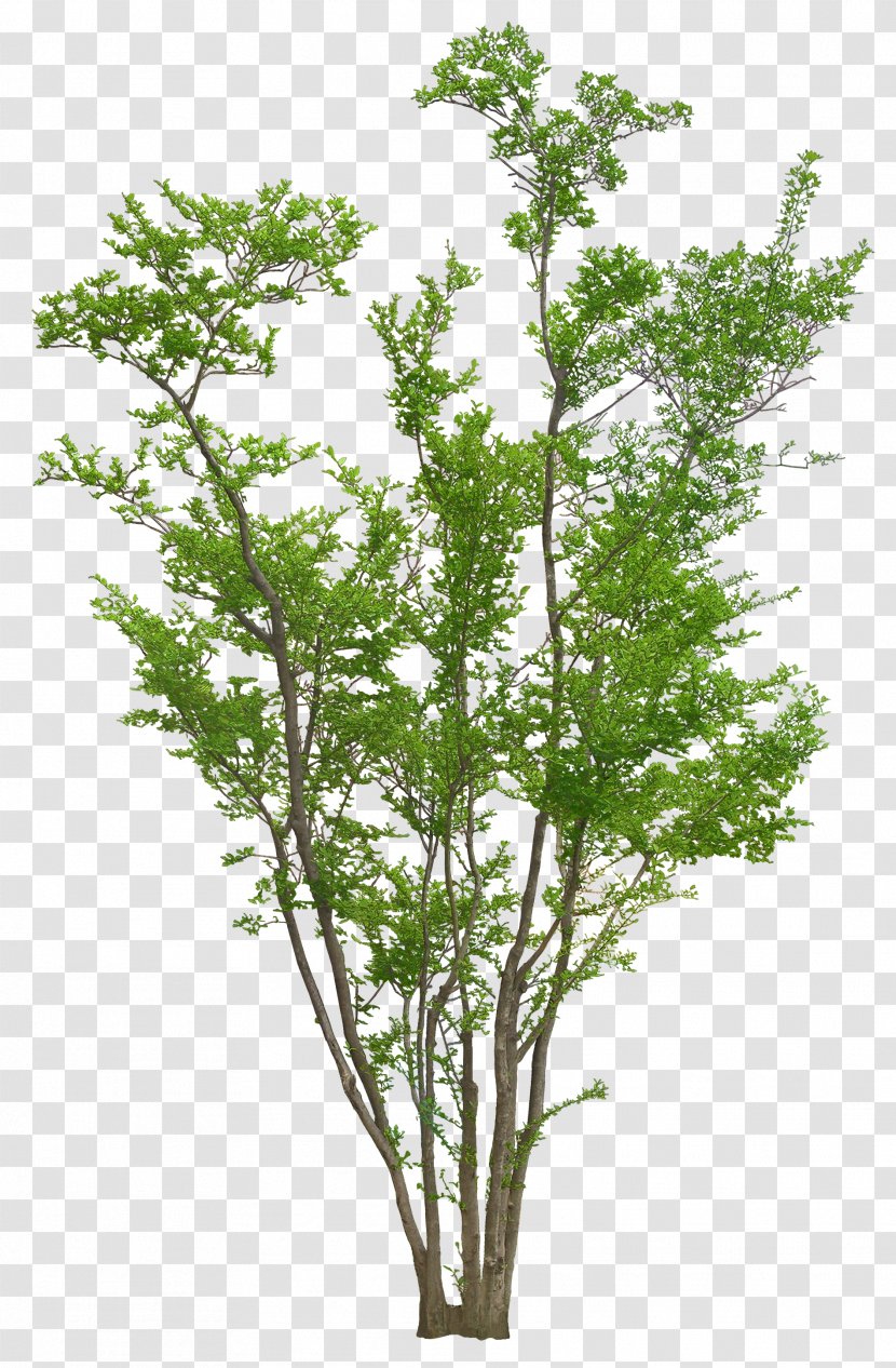 Tree Autumn Plant - Luxuriant Trees Transparent PNG