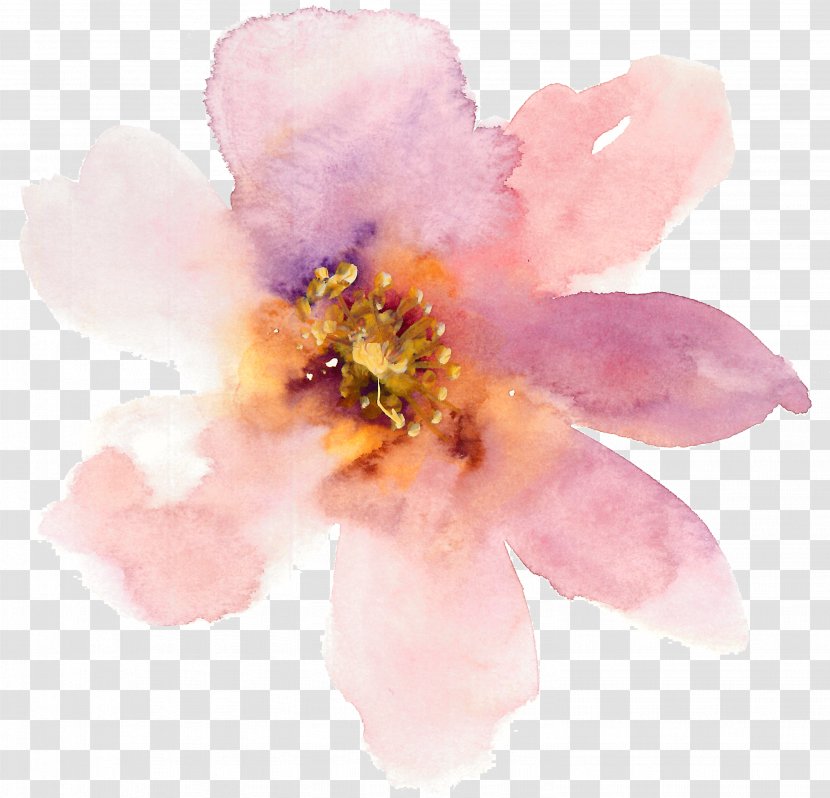 Cherry Blossom - Flower - Peony Rosa Rubiginosa Transparent PNG
