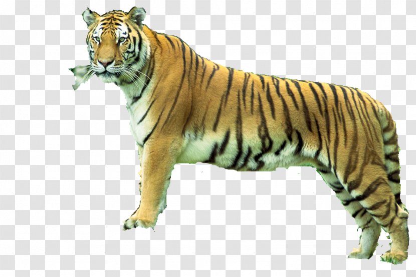 Bengal Tiger Sundarbans Sariska Reserve Animal - Sanctuary - Carlos Transparent PNG