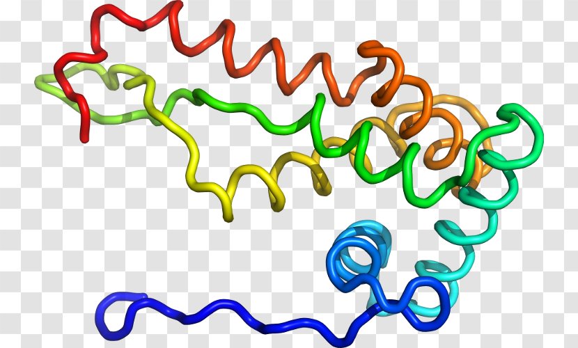 Clip Art Product Organism Line - Area Transparent PNG