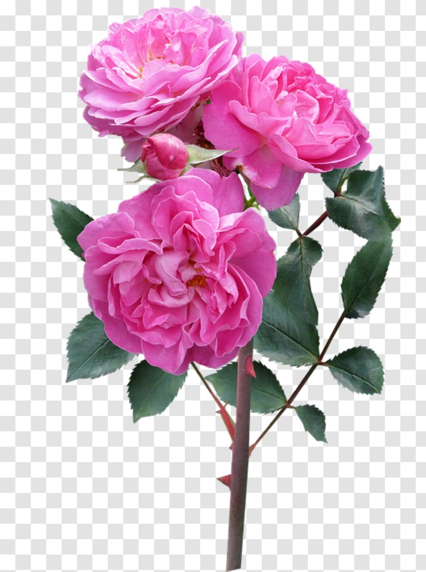 Garden Roses Cabbage Rose French Floribunda Memorial - Petal - Flower Transparent PNG