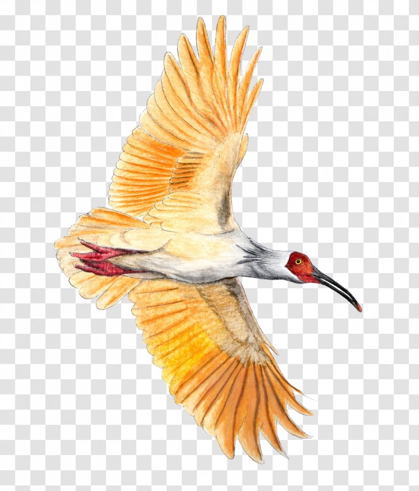 Bird Crested Ibis Colored Pencil - Animation - Eagle Transparent PNG