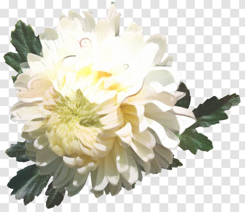 Chrysanthemum Tea Oxeye Daisy Flower White - Artificial Transparent PNG
