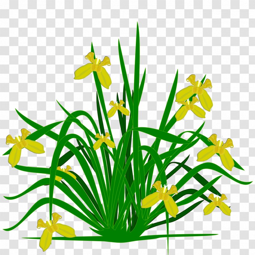Northern Blue Flag Iris Pseudacorus Plant Family Clip Art - Yellow Transparent PNG
