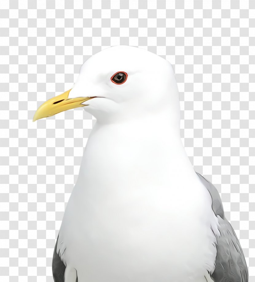 Bird Beak White Western Gull - Seabird - Great Blackbacked Transparent PNG