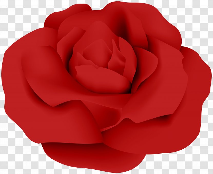 Garden Roses Red Petal - Rose Transparent Clip Art Transparent PNG