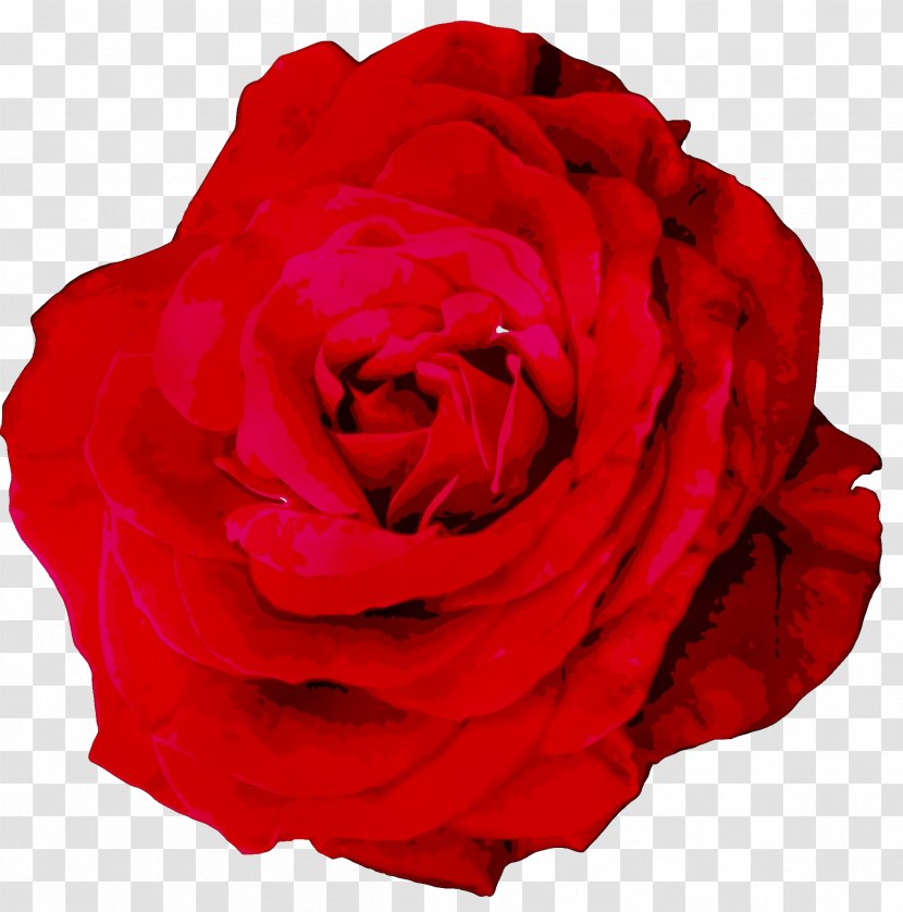 Garden Roses Cabbage Rose Floribunda Petal Cut Flowers - Redm - Flower Transparent PNG