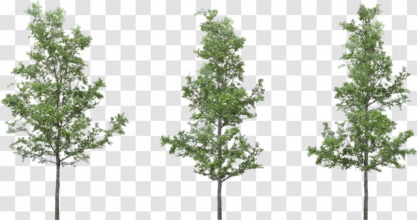 Tree Silver Birch Clip Art Transparent PNG